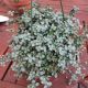 PILEA HANGING BASKET 6