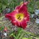HEMEROCALLIS RAINBOW RHYTHM BLOODSWEAT&TEARS #1