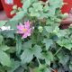 ANEMONE HARLEQUIN PASTELS #1