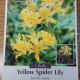 BULB YELLOW SURPRISE LILY 1PP