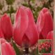 BULB TULIP BIG LOVE 7PP