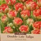 BULB TULIP BOMBASTIC RED 7PP