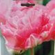TULIP PINK SIZE 7PP