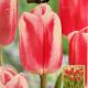 TULIP CIRCUIT 7PP