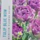 TULIP BLUE WOW 8PP