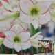 AMARYLLIS PICASSO