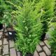 JUNIPER GOLD CONE #2