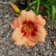 HEMEROCALLIS STRAWBERRY CANDY #1