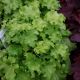 HEUCHERA APPLE TWIST #1