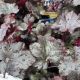 HEUCHERA PLUM PUDDING QT