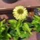 ECHINACEA SUNSEEKERS APPLE GREEN #1
