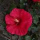 HIBISCUS VALENTINES CRUSH #3