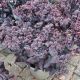 SEDUM AFTER DARK #2