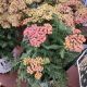 ACHILLEA FIREFLY PEACH SKY #1.5