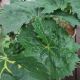 LIGULARIA BIG GREEN TRACTOR #2