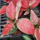 AGLAONEMA 4