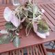 EPISCIA 6