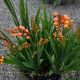 CROCOSMIA PEACH MELBA #1