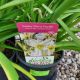HEMEROCALLIS SUNDAY GLOVES #1
