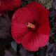 HIBISCUS HOLY GRAIL #3