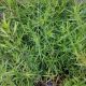 NARROWLEAF MOUNTAIN MINT #1