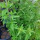 HAIRY MOUNTAIN MINT #1