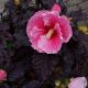 HIBISCUS SUMMERIFIC EDGE OF NIGHT #3