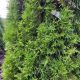 ARBORVITAE EMERALD GREEN #15
