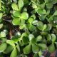 JADE 3.5