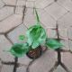 ALOCASIA 4