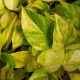 POTHOS 4