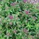 ASTER VIBRANT DOME #2