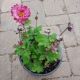 ANEMONE PUFF PINK #1