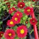 CHRYSANTHEMUM RED DAISY #1