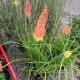 KNIPHOFIA FLAMENCO #1