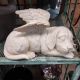 SLEEPING ANGEL DOG W/WINGS