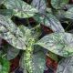ALOCASIA 4