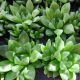 HAWORTHIA 2.5