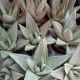 HAWORTHIA 2.5