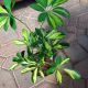 SCHEFFLERA 6