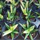 SNAKE PLANT 3.5