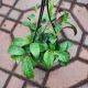 LIPSTICK PLANT HB 5