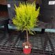 GOLDCREST TOPIARY 4.5