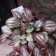 PEPEROMIA 5