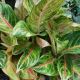 AGLAONEMA 8