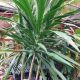DRACAENA 10