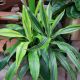 DRACAENA 10