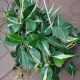 PHILODENDRON HB 8