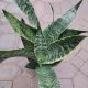 SNAKE PLANT 6