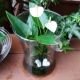 ANTHURIUM TERRARIUM